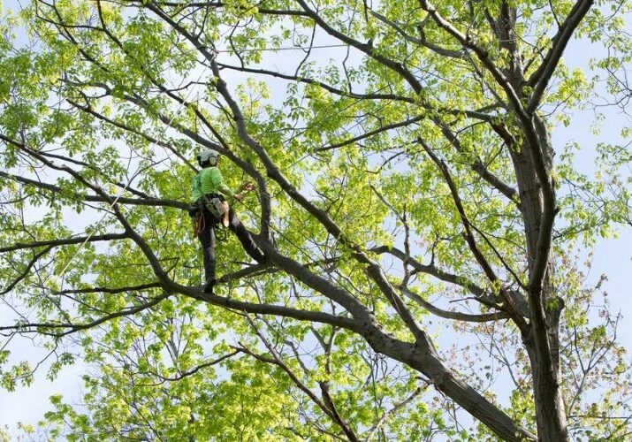 Independent Tree pruning a very large tree on a small suburban lot in Cuyahoga County, Ohio.