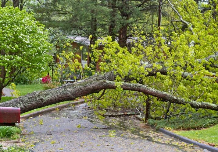 Fallen tree blocks residential driveway and road after storm damage