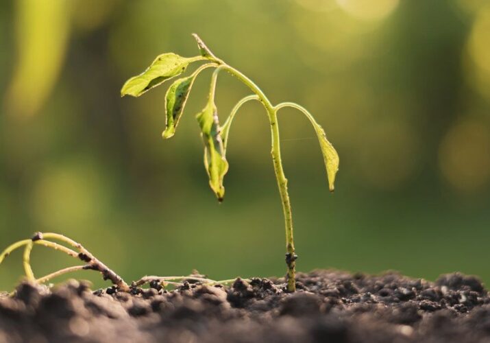 Dying withered sprout emerging from dark soil with delicate leaves unfurling, in front of soft green bokeh background