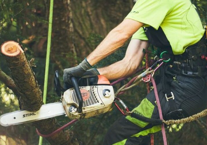 Professional Independent Tree arborist in a safety harness using a Stihl chainsaw to prune a tree branch, with climbing ropes and carabiners visible on his gear.