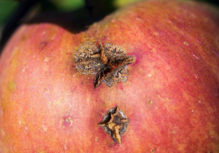 This close-up shows apple scab disease with dark scabby lesions and deformation on ripe apple fruit.