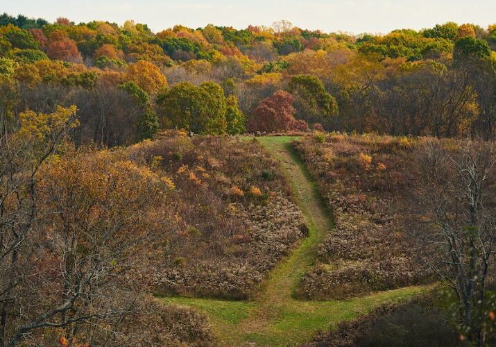 A variety of Ohio trees with fall colors in reds, greens, oranges, and other shades grow in Northeast Ohio.
