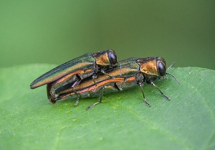 Two Emerald Ash Borers on a leaf.