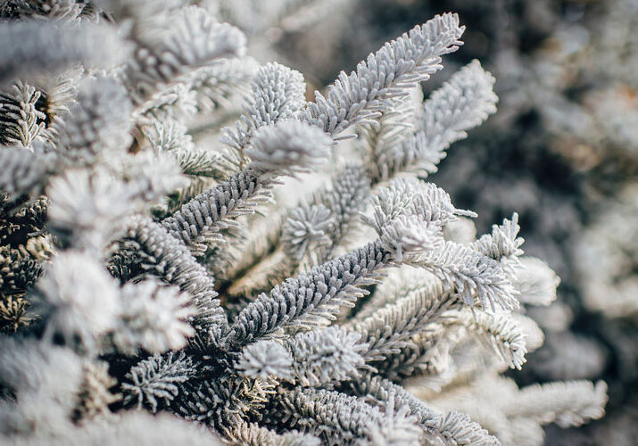Frost-covered evergreen tree in Northeast ohio