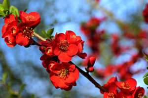 Close up of red flowers on a branch of flowering quince, a type of shrub that can be rejuvenation pruned every few years