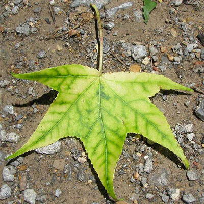 sweetgum leaf on the ground with chlorosis