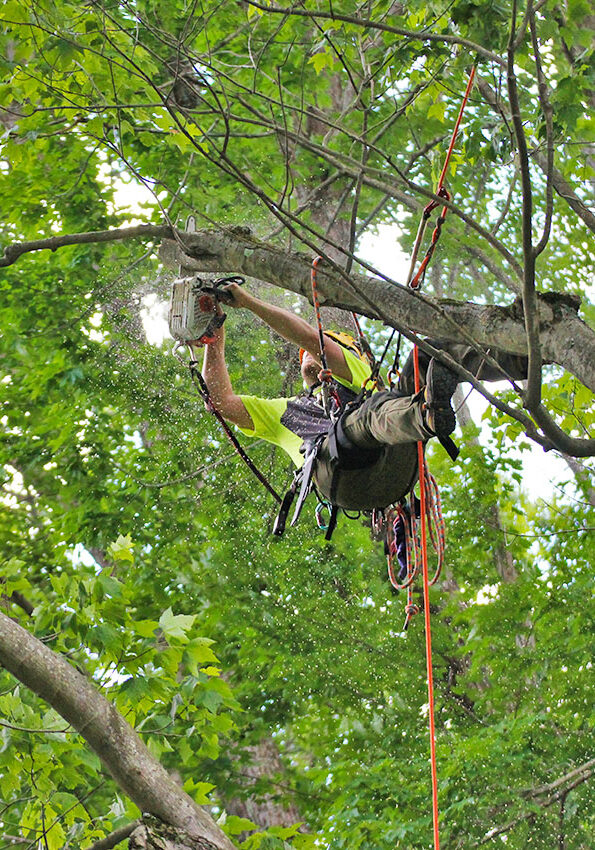 Independent Tree arborist using a chainsaw to prune a tree
