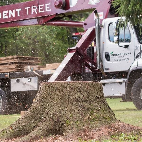 IT-website-section-cta-stump-grinding