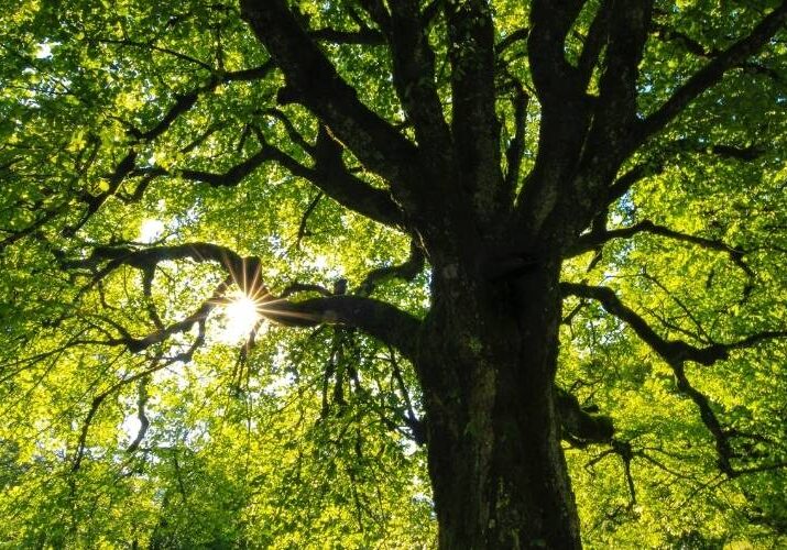 A healthy, strong tree with thick limbs reaching for the sky stands tall as the sunshine flares through gaps in the dense green foliage.