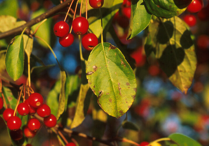 apple scab on a crabapple tree