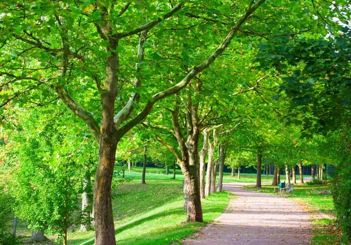 green trees lining a path