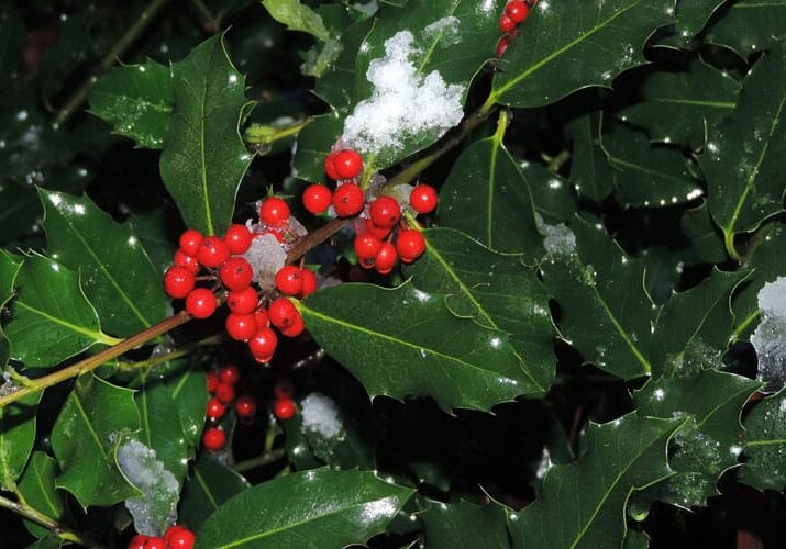 evergreen holly berries