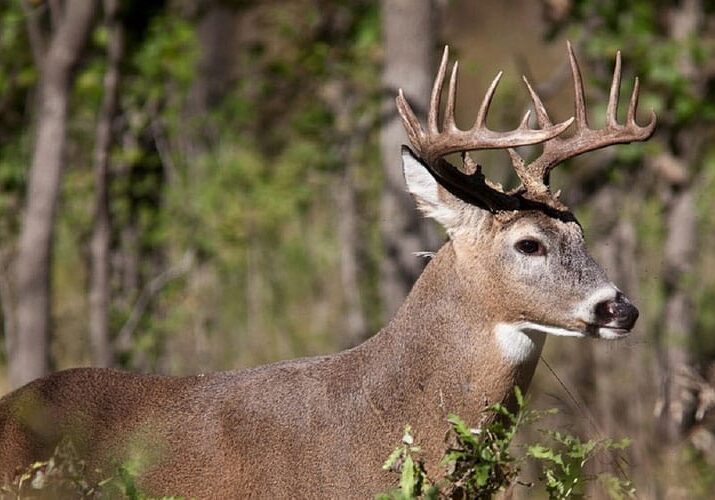 blog-deer-rubbing