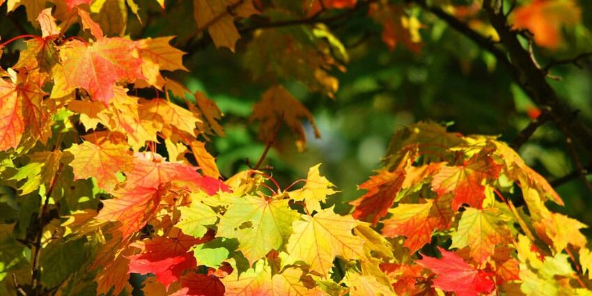 trees for fall color in NE Ohio
