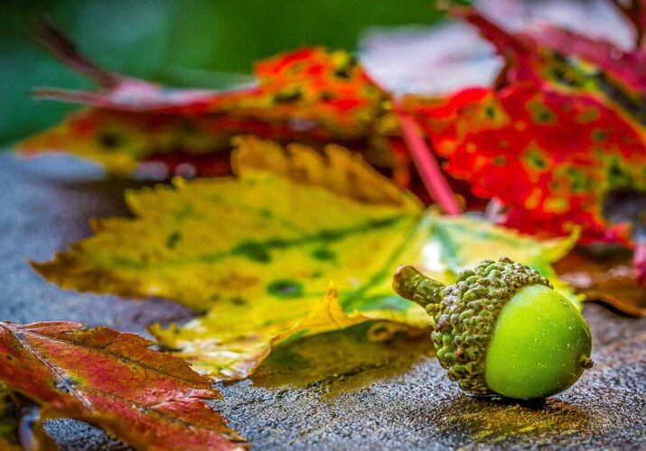 acorn and bright maple leaves
