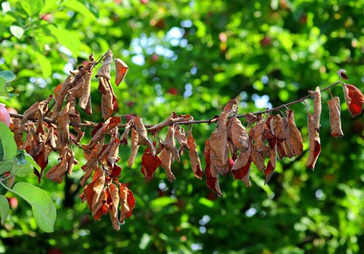 apple branch with fire blight