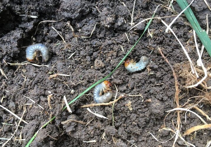japanese beetle grubs in soil