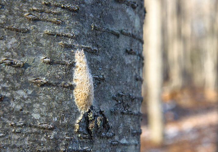 gypsy moth egg mass