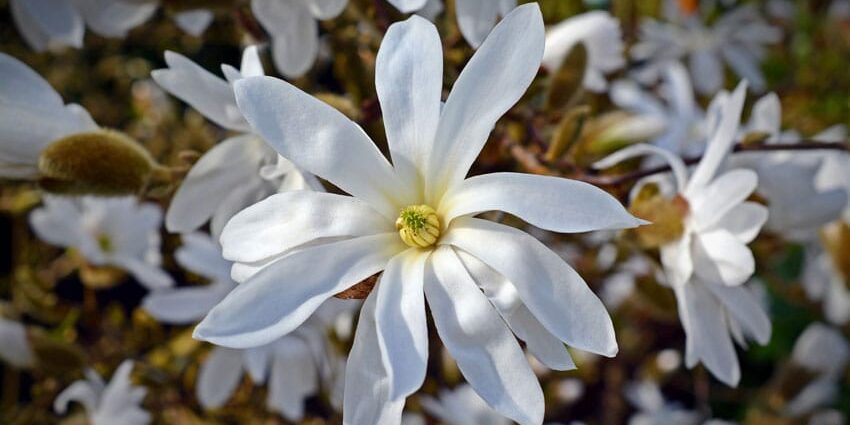star magnolia flowers