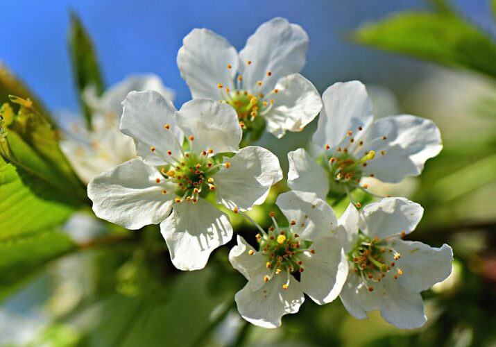 apple blossoms against blue sky in spring