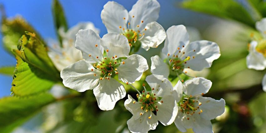 apple blossoms against blue sky in spring