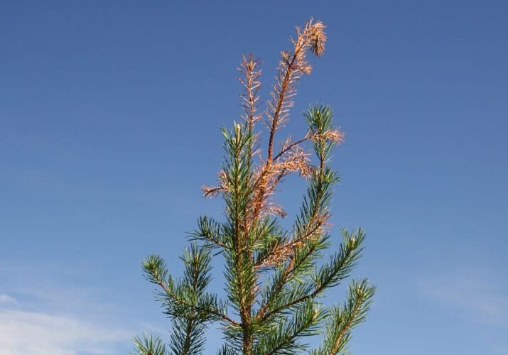 damage caused by white pine weevie