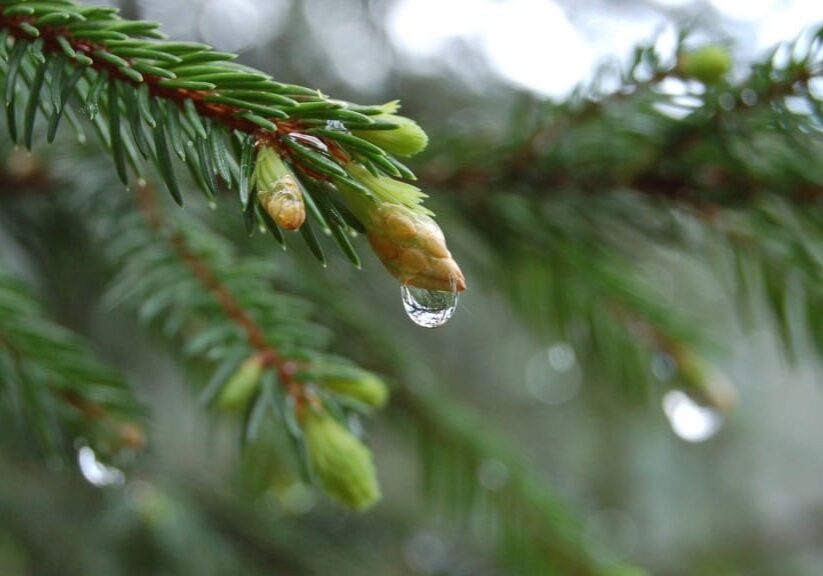 close-up-nature-trees-simple-branches-pine-tree-1920x1080-wallpaper