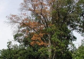 oak-wilt-909x1024