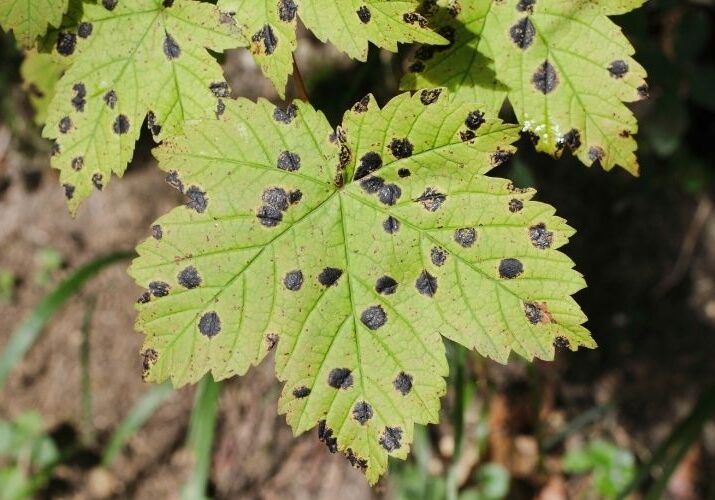 Black maple tar spot dots on green maple leaves.