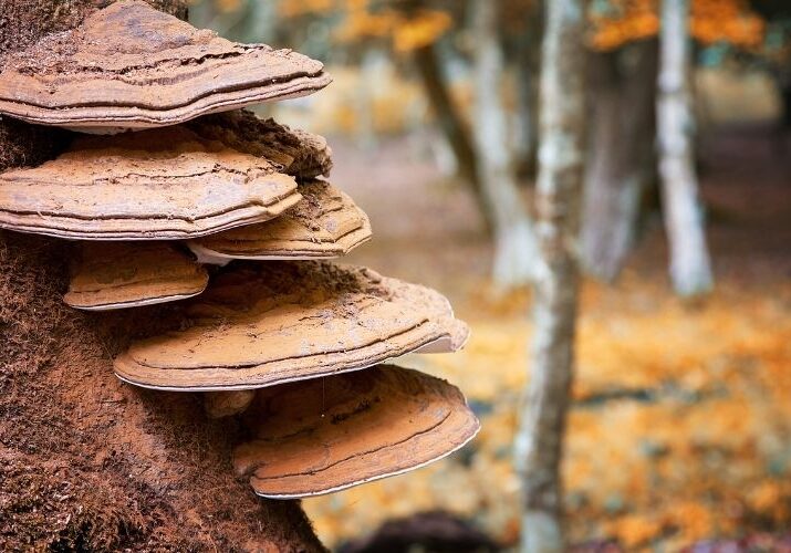 Conks or fungi grow on the trunk of a tree with fall leaves on trees and the ground in the background.