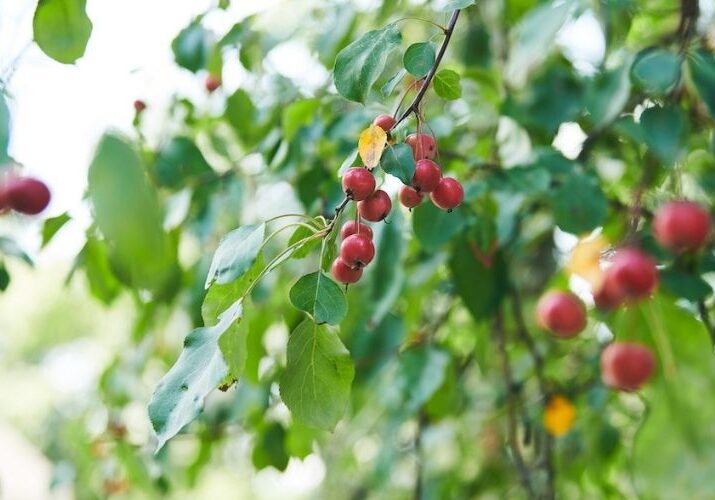 A healthy green decidious tree with red fruit growing in Ohio.