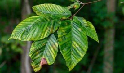 Beech leaves showing dark interveinal banding, a characteristic symptom of beech leaf disease in Northeast Ohio.