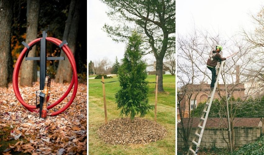 Deep watering hose, properly mulched tree, and arborist pruning trees for late-summer tree care.