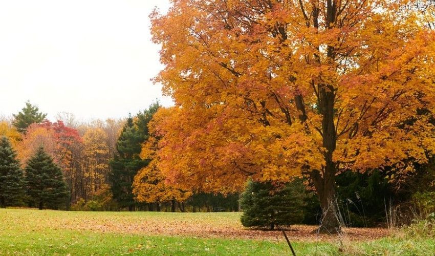 Mature maple displaying orange fall color in a Geauga County landscape.