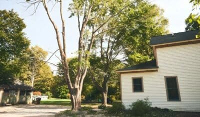 Mature tree with thinning and bare branches beside a home in Geauga County.