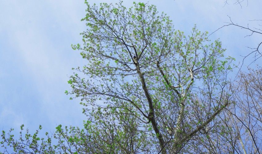 Mature tree with visibly sparse, thin canopy showing signs of declining vigor compared to full, healthy foliage.