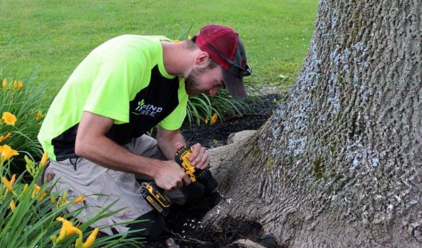 Plant health care technician drilling an injection port into a mature beech tree for systemic beech leaf disease treatment.