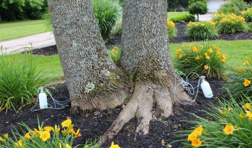 Systemic tree injection equipment installed at the base of a mature beech tree as part of a plant health care treatment.