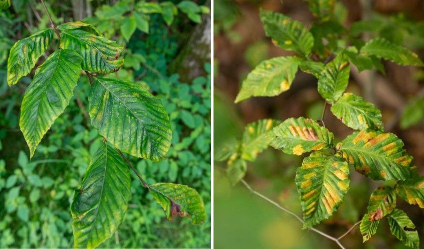 Yellowing beech leaves with dark interveinal banding and browning caused by advancing beech leaf disease.