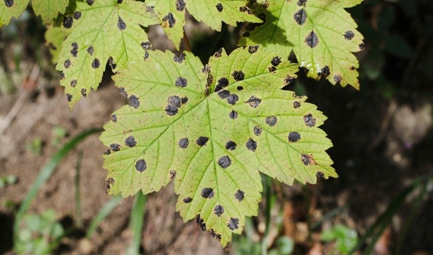 Black maple tar spot dots on green maple leaves.