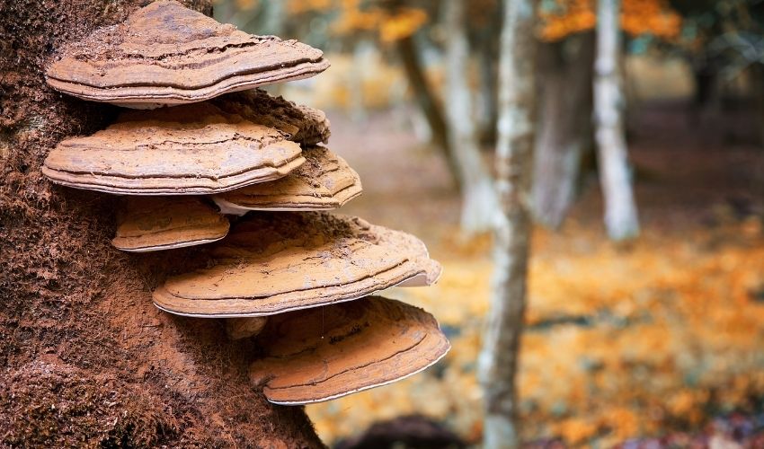 Conks or fungi grow on the trunk of a tree with fall leaves on trees and the ground in the background.