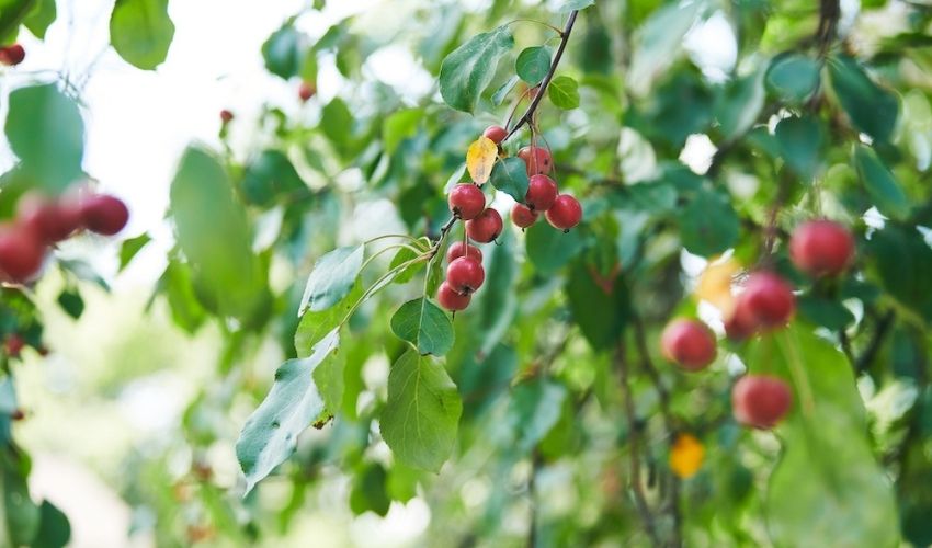 A healthy green decidious tree with red fruit growing in Ohio.