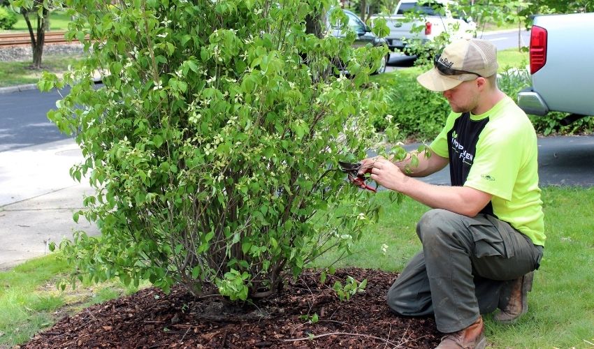 How to Keep Shrubs & Ornamental Trees Looking Their Best Independent Tree